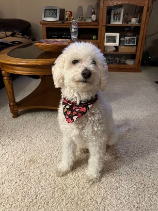 Much better behaved than a cat.