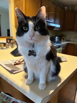 Favorite F1 driver and favorite cat