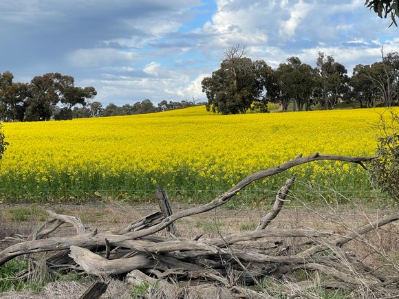 Canola flowers field - Western Australia 