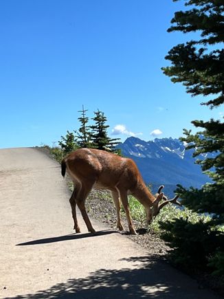 Saw a couple of deer 