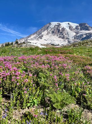 Wildflowers everywhere but I was told this is nowhere near peak blooming 