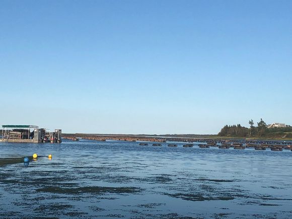 Oyster beds on Rustico Bay