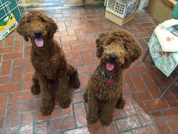 Here's Andy and Jane. Plain old poodles.
