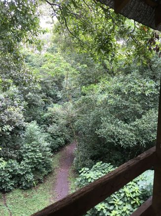 Walking path through the forest, as seen from the observation tower.