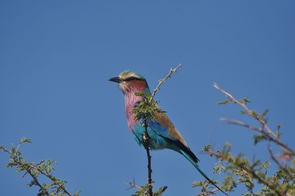 Lilac breasted Roller