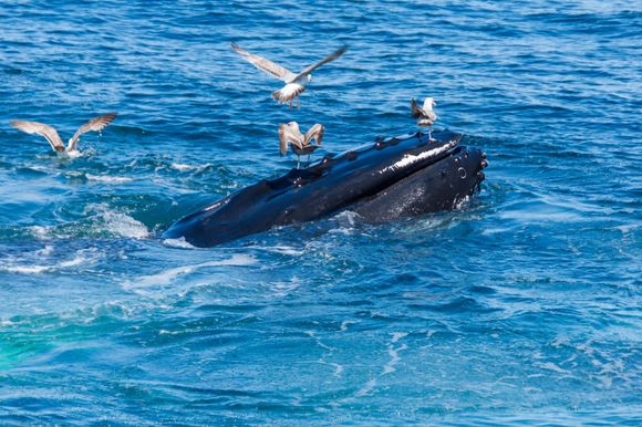Humpback