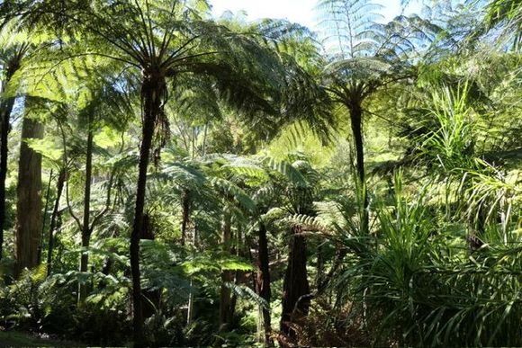 The fern gully 