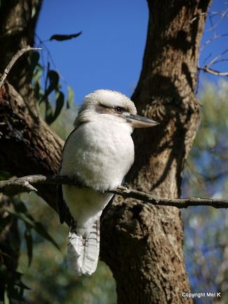 Kookaburra, Yanchep, Western Australia 