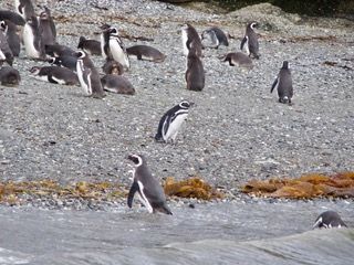 Magellanic penguins