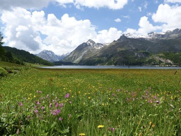 Meadows 