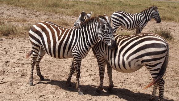 Zebra