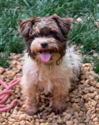Tiny pup.  This will serve as the "before" photo.  The shaggy girls are at the grooming salon right now.