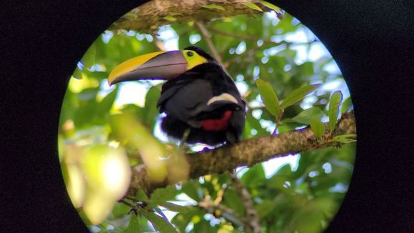 toucan