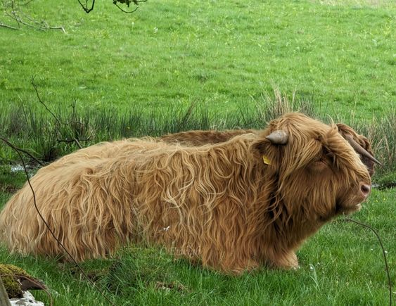 Got to see a hairy coo this Scotland visit, too! 