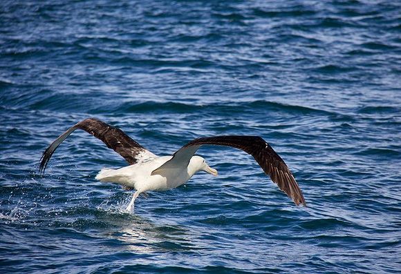 Northern Royal albatross as seen from the Monarch Cruise.