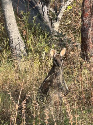 Saw quite a few of these guys...