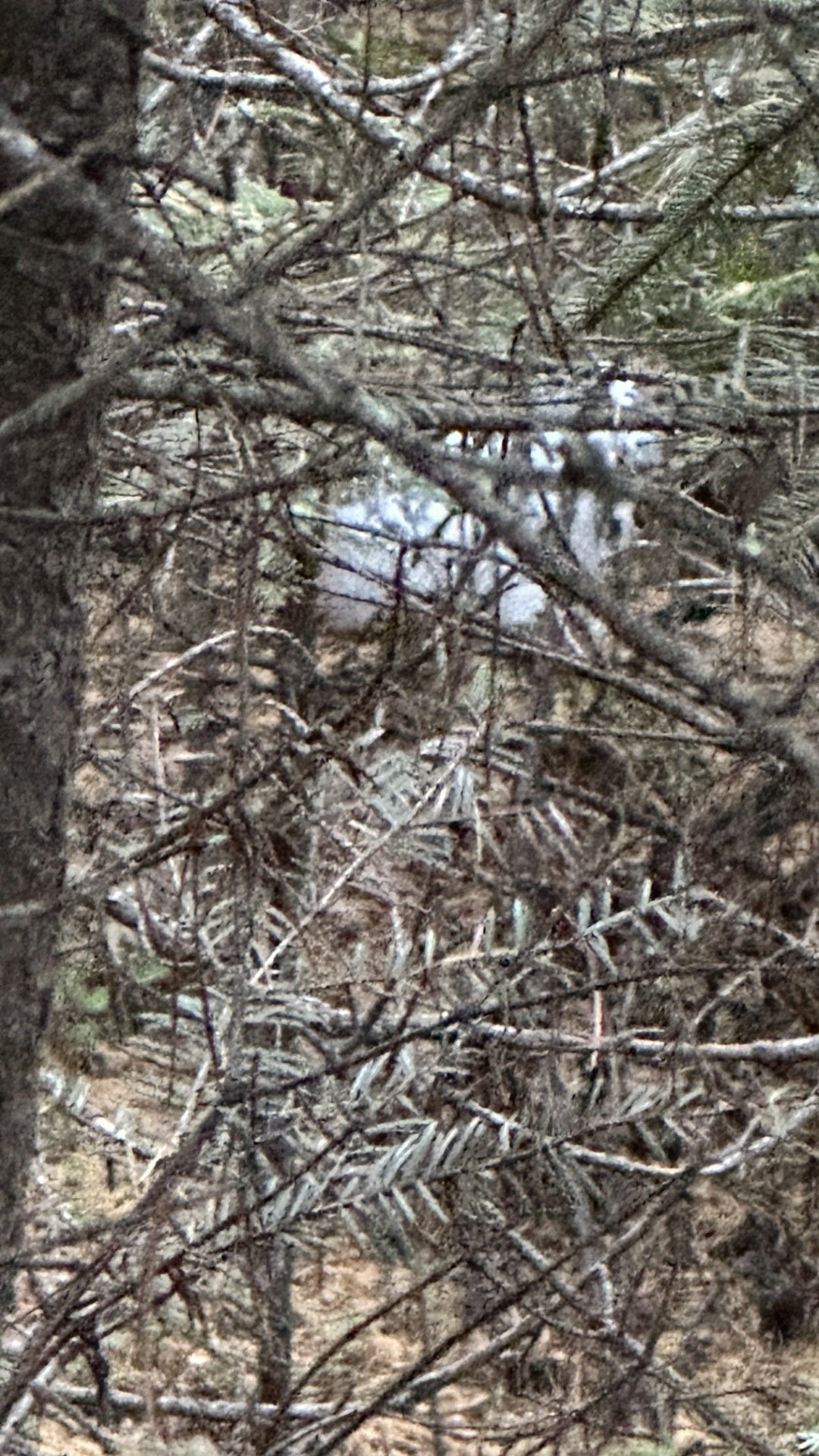 The white in the underbrush thicket is a Snowshoe.  They turned really fast!  When we first got up there, there were hundreds of brown bunnies running around, usually right at or after dusk.  Within a week they were half and half on color and within a week and a half, they were all pure white.