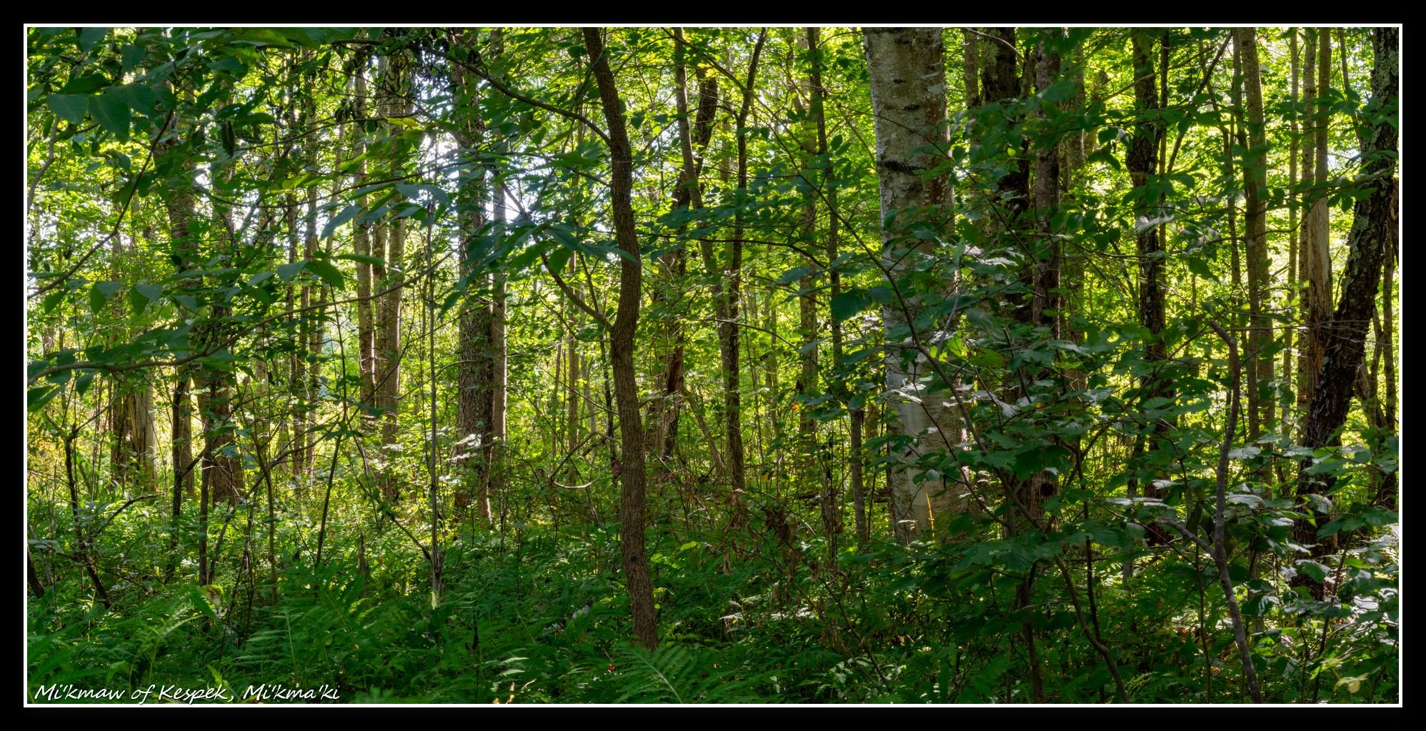 Sigma-Z 135mm F2.8 MC Pantel 1975 Vintage lens - f64/