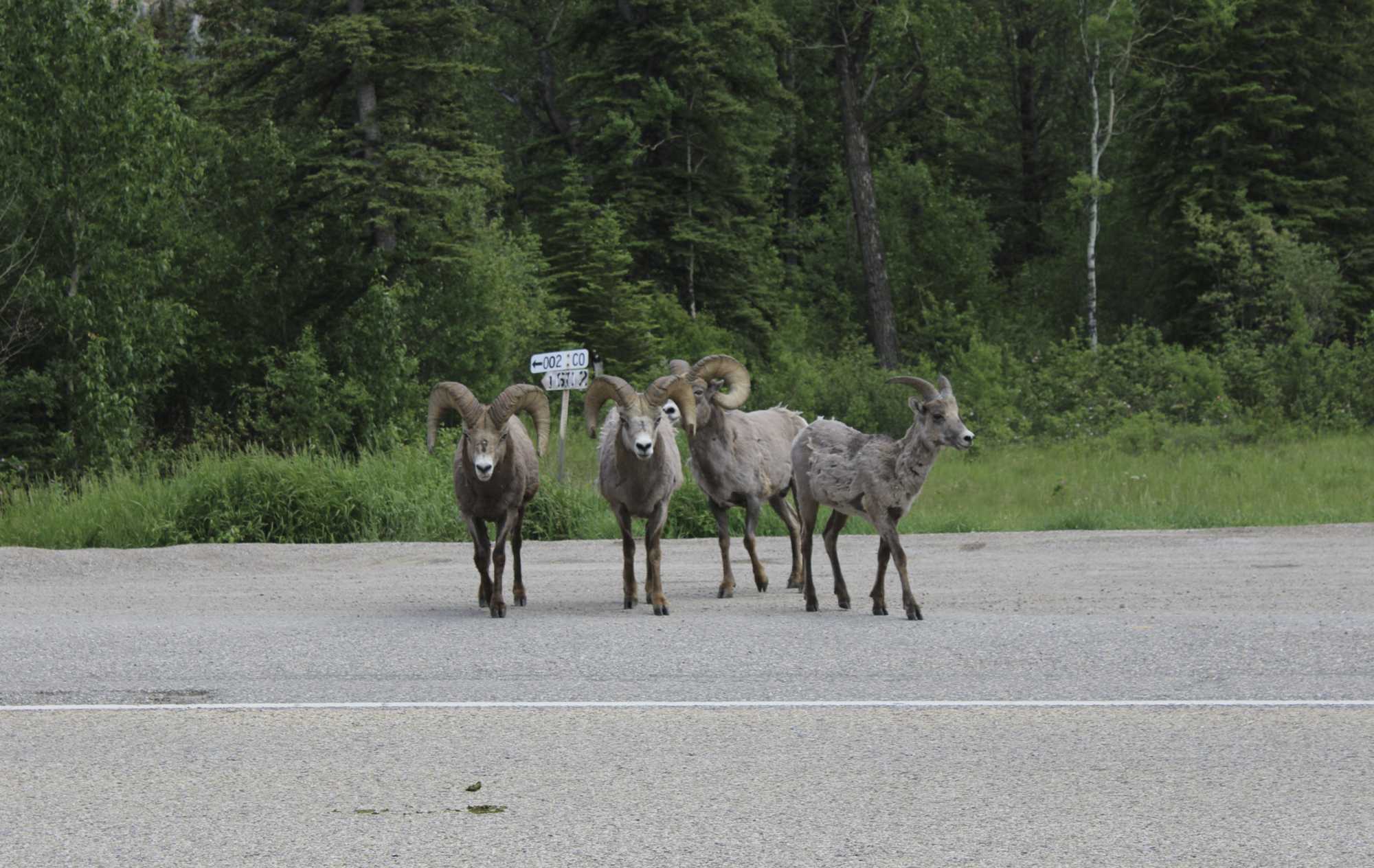 Bighorn sheep politely waiting to cross the Trans-Canada highway...