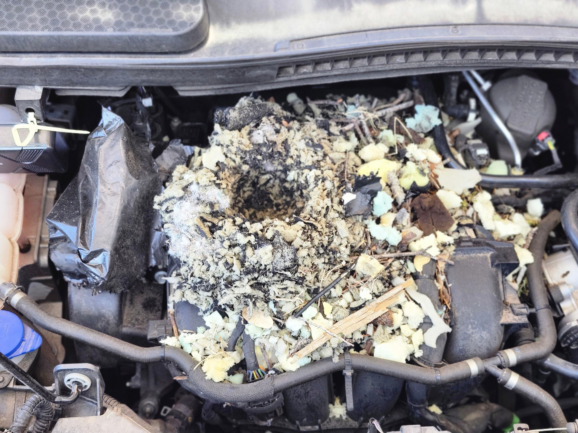 This was the rodent nest I found on my engine after I saw all the warning lights lit up on my dashboard. 