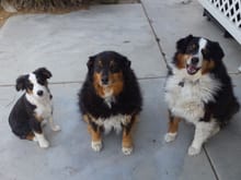 Vader, Tessa, & Bailey