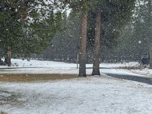 Yesterday evening - trying to fill in the bare spots under the tree.