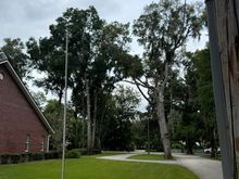 Looking towards the front yard from same place. A couple of those trees can reach my house. 