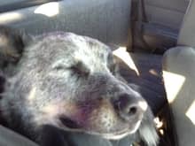 This my Blue Heeler Foster. On a road trip and he sleeping with his head on the armrest of my 92  Diesel. He loves to go for rides as did his partner Sadie another heeler who passed away a few years ago. She would sit next to me like a girlfriend on a date.