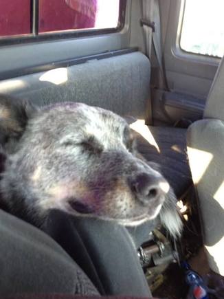 This my Blue Heeler Foster. On a road trip and he sleeping with his head on the armrest of my 92  Diesel. He loves to go for rides as did his partner Sadie another heeler who passed away a few years ago. She would sit next to me like a girlfriend on a date.