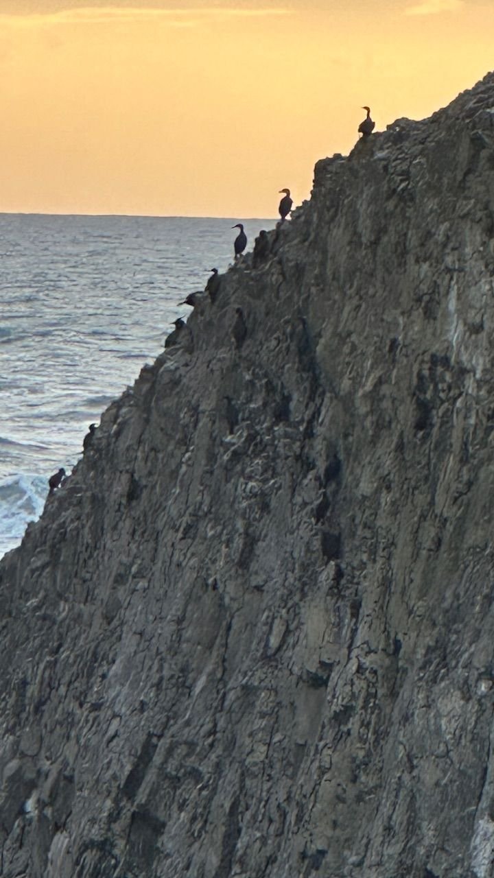 Birds at Seal Rock 