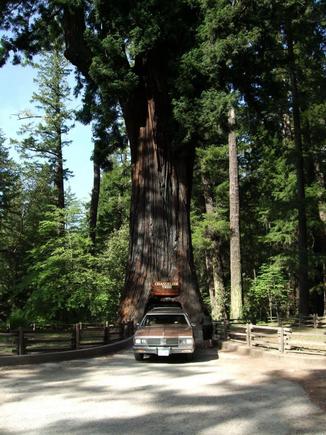 2009 Tree hugging (drive through)