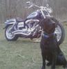 the bike and dog