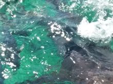 Yes that’s an 8 ft shark swimming by the boat!
