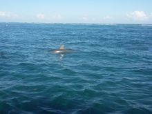 Two dolphins followed us most of the way back. They are amazing animals and gave us quite the show!