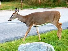 Morning visitor 