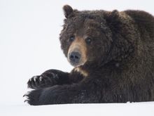 My dog..."Bear", Husky mix...