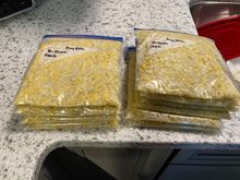 Cooked corn ready for the freezer.
