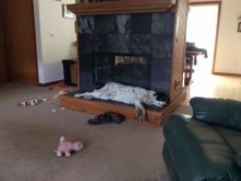 I don't know why these dogs are so tired , all they did was watch me work. Can't believe I didn't ride today, beautiful weather !