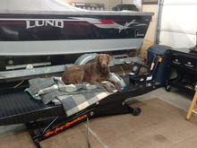 my Chessie has been known to take a nap on it when not in use!! LOL
