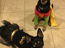 Halloween. Yup we dress them up, we are tools. 