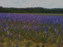Wild Flowers, NC