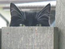 neighours cat