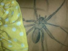 More of my ink....&quot;The brown recluse venom is extremely poisonous, even more potent than that of a rattlesnake. Yet recluse venom causes less disease than a rattlesnake bite because of the small quantities injected into its victims. The venom of the brown recluse is toxic to cells and tissues.&quot;