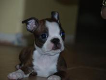 Spanky 022