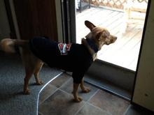 Jax with his new t-shirt.