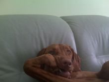 this is cailey watching tv