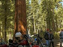 Local ride into Giant Sequoia trees at McKinley Grove