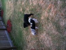 Sasha playing with Lucky, my stepchild terrier who thinks he's way bigger than he is...He was only bigger than her for about a  week lol...He's worked his way into my heart though...