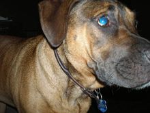 DOG 2
