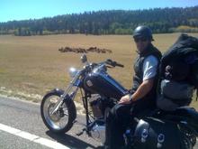 Buffalo herd while approaching gate to the north rim of Grand Canyon.